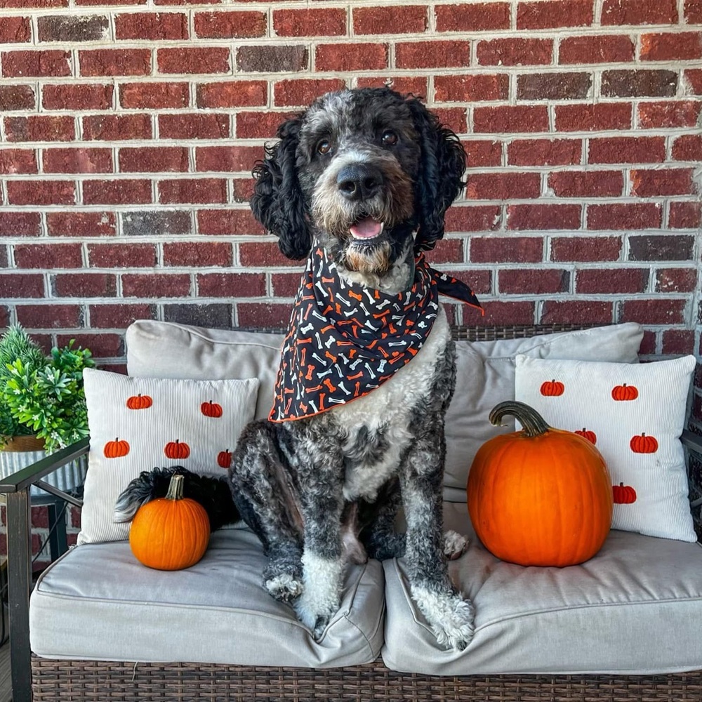 Meet your Posher, KEM